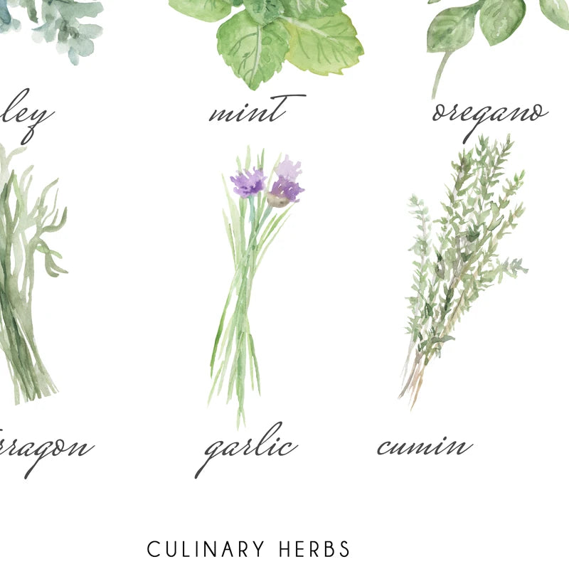 Culinary Herbs Prints Vegetable Botanical Poster Kitchen Decor , Spices Herbs Guide Wall Art Pictures Canvas Painting Decoration