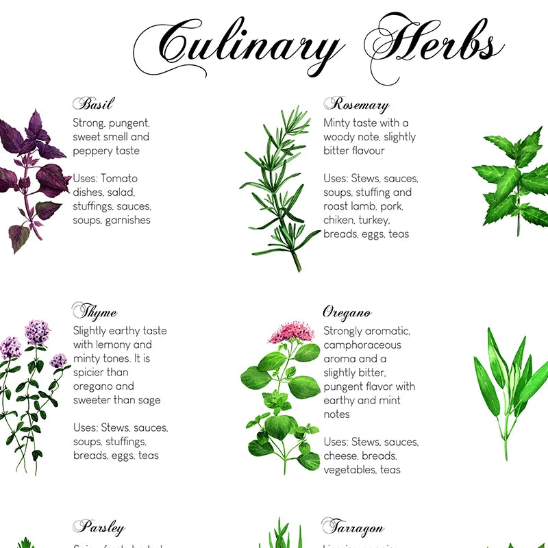 Culinary Herbs Prints Vegetable Botanical Poster Kitchen Decor , Spices Herbs Guide Wall Art Pictures Canvas Painting Decoration