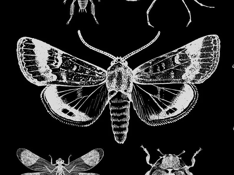 Gothic tapestry aesthetic Moth tapestry Insect decor Bug art Dark wall art Wiccan hanging wall art  Goth wall art witchcraft