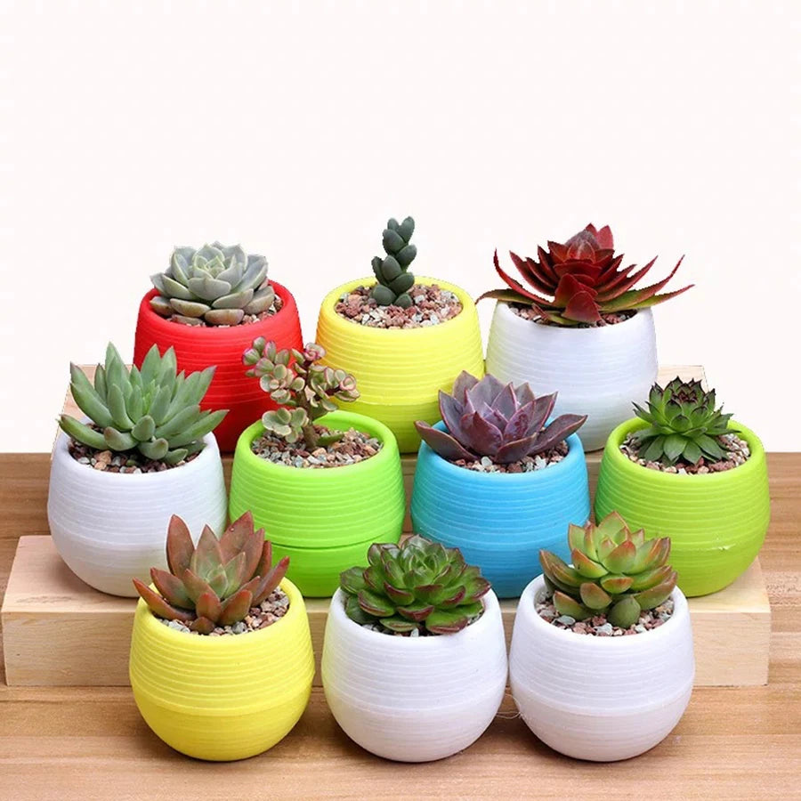 5/10/20pcs Mini Flower Pots for Succulents Small Plants DIY