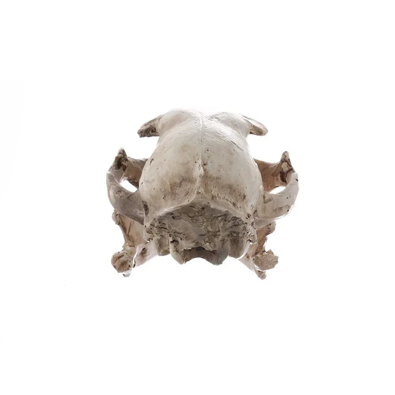 Cat Skull Statue for Home Decor Resin Animal Skeleton Figurines Halloween Decoration Crafts Reptile House Decorative Accessories