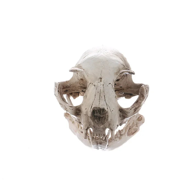 Cat Skull Statue for Home Decor Resin Animal Skeleton Figurines Halloween Decoration Crafts Reptile House Decorative Accessories