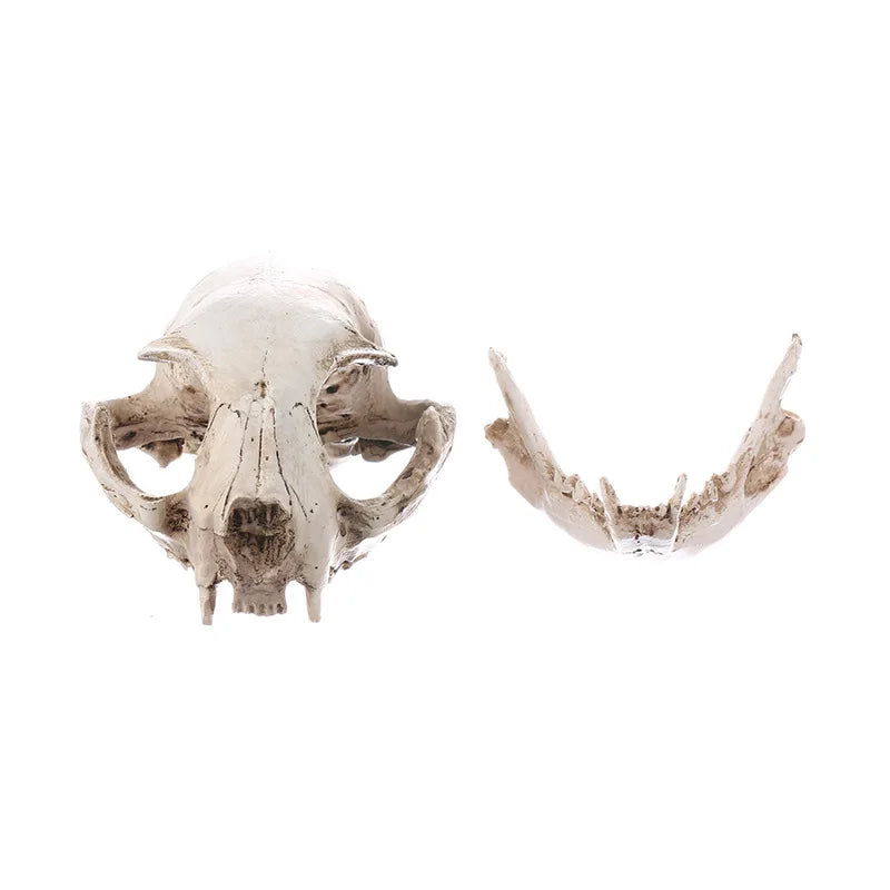 Cat Skull Statue for Home Decor Resin Animal Skeleton Figurines Halloween Decoration Crafts Reptile House Decorative Accessories