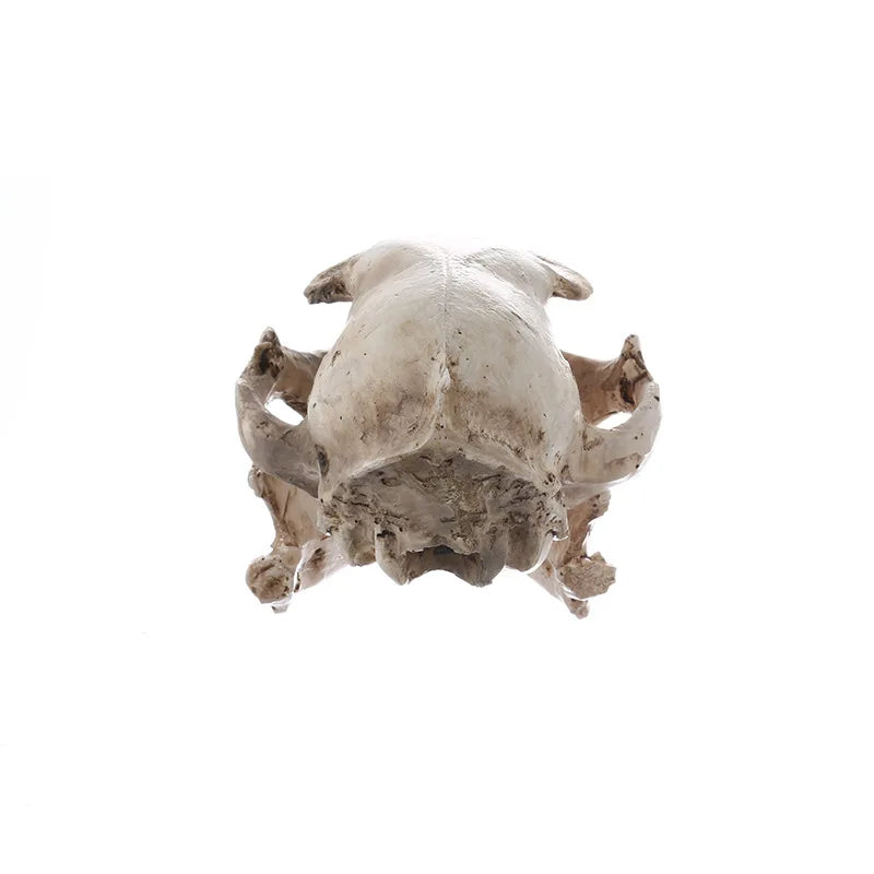 Cat Skull Statue for Home Decor Resin Animal Skeleton Figurines Halloween Decoration Crafts Reptile House Decorative Accessories
