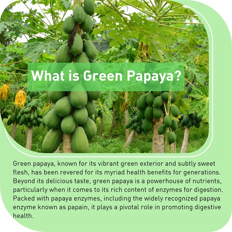 Green Papaya - Improve The Digestive System, Promote Intestinal Health, and Maintain Platelet Health