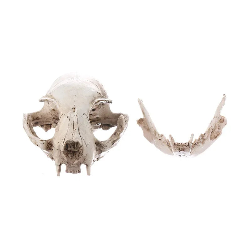 Cat Skull Statue for Home Decor Resin Animal Skeleton Figurines Halloween Decoration Crafts Reptile House Decorative Accessories