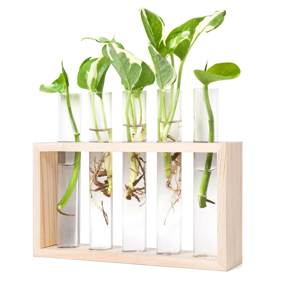 3/5 Tubes Wall Hanging Hydroponic Plant Propagation Glass Vase with