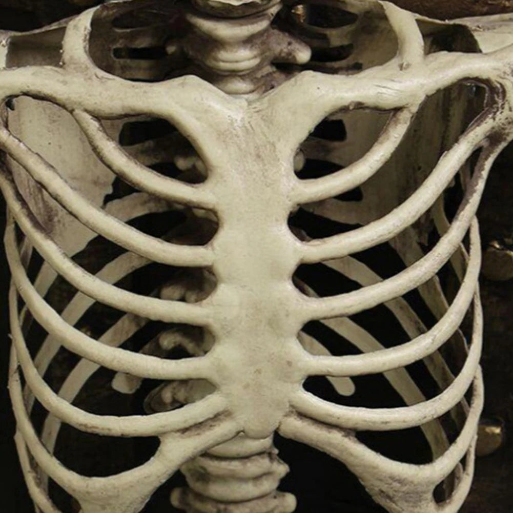 170cm Halloween Horror Anatomy Movable Skull Skeleton Halloween Props Poseable Full Life Size Skeleton Prop Halloween Decoration
