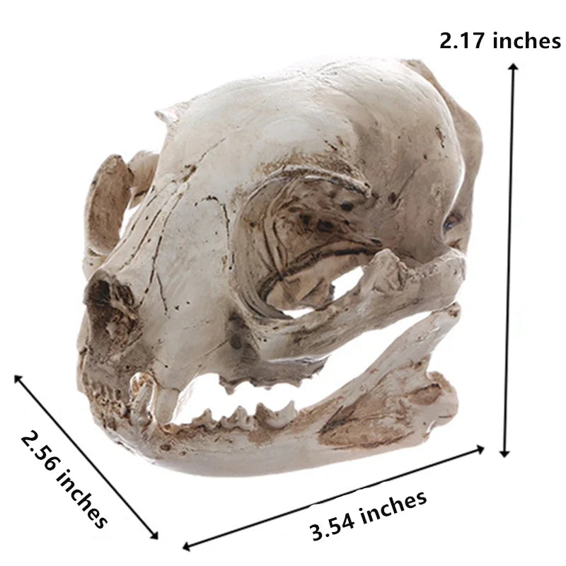 Cat Skull Statue for Home Decor Resin Animal Skeleton Figurines Halloween Decoration Crafts Reptile House Decorative Accessories